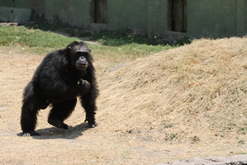 Un chimpancé en Zoofari
