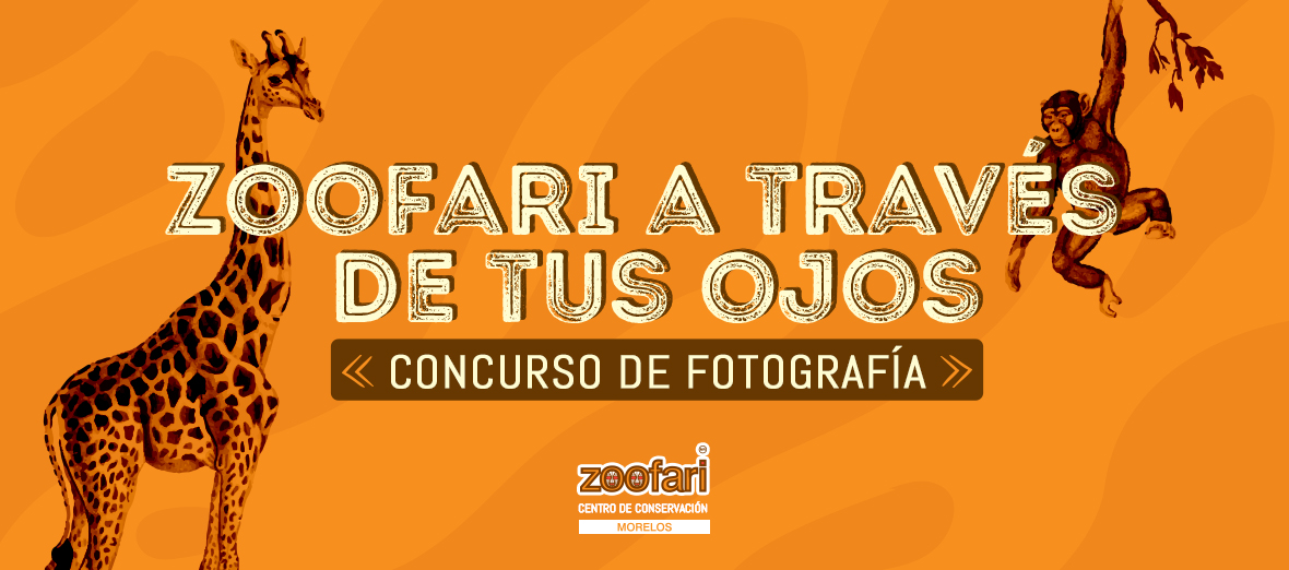 Concurso de foto, Zoofari