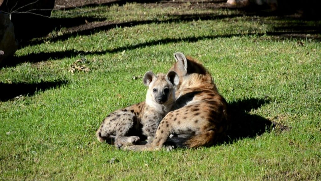 Instinto maternal en Zoofari