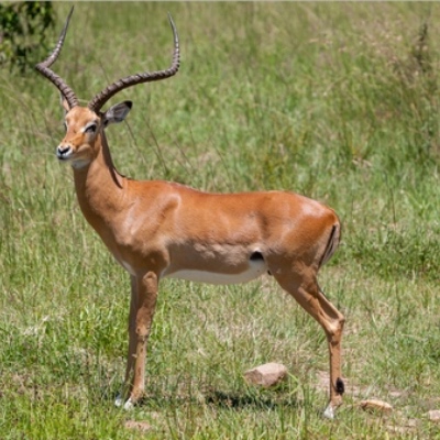 impala zoofari blog