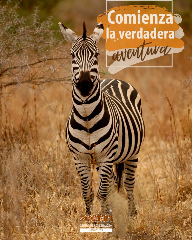 Ven a Zoofari en Morelos