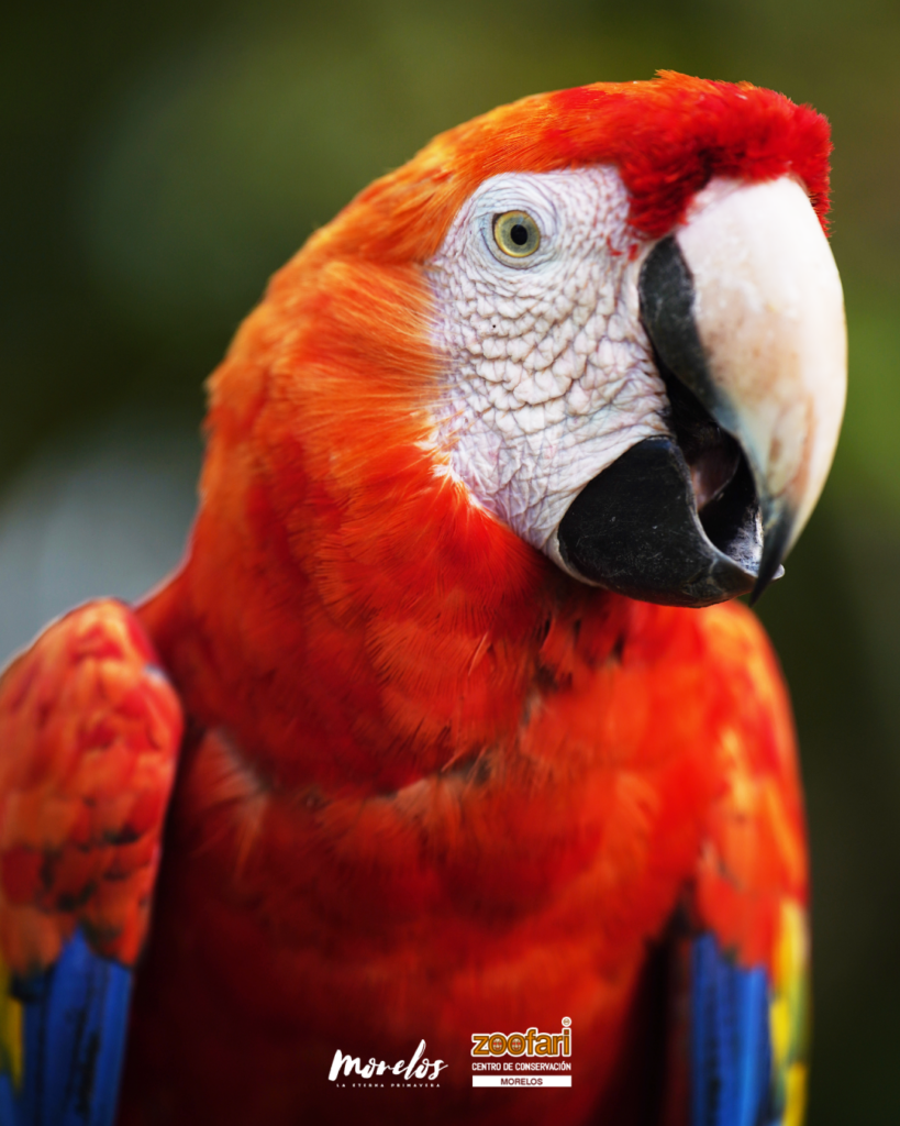 Guacamaya roja